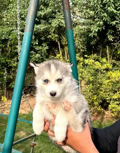 Need Husky pup