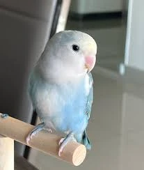 Wanted a Lovebird