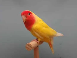 Looking for a love bird-Image 1