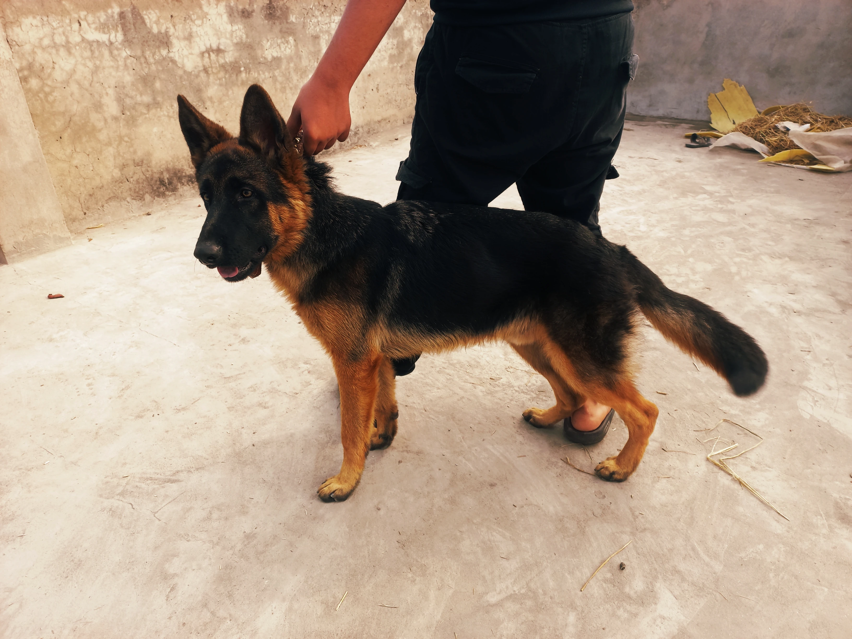 German-shepherd-Dog-GSD-Black-Mask