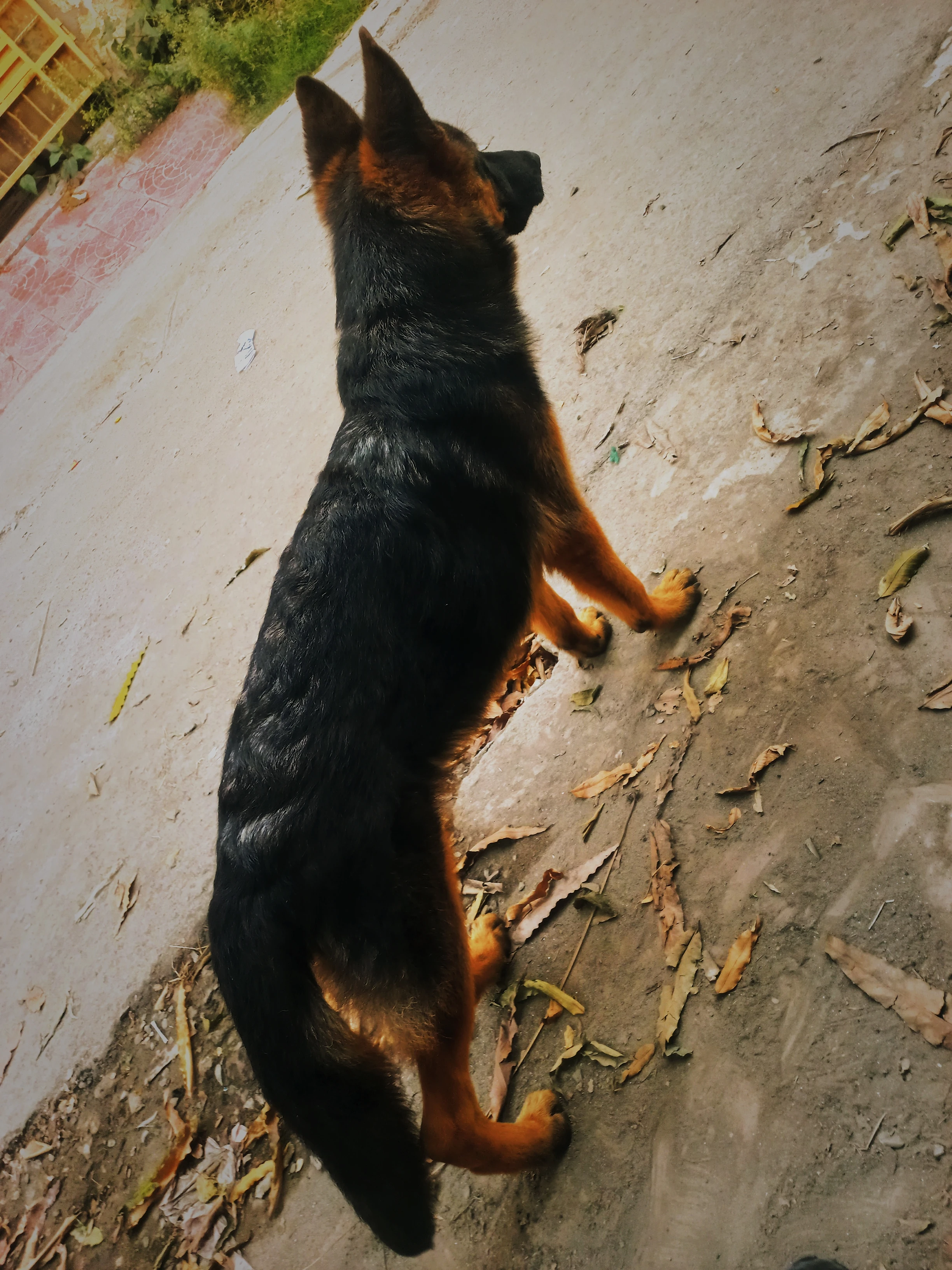 German-shepherd-Dog-GSD-Black-Mask