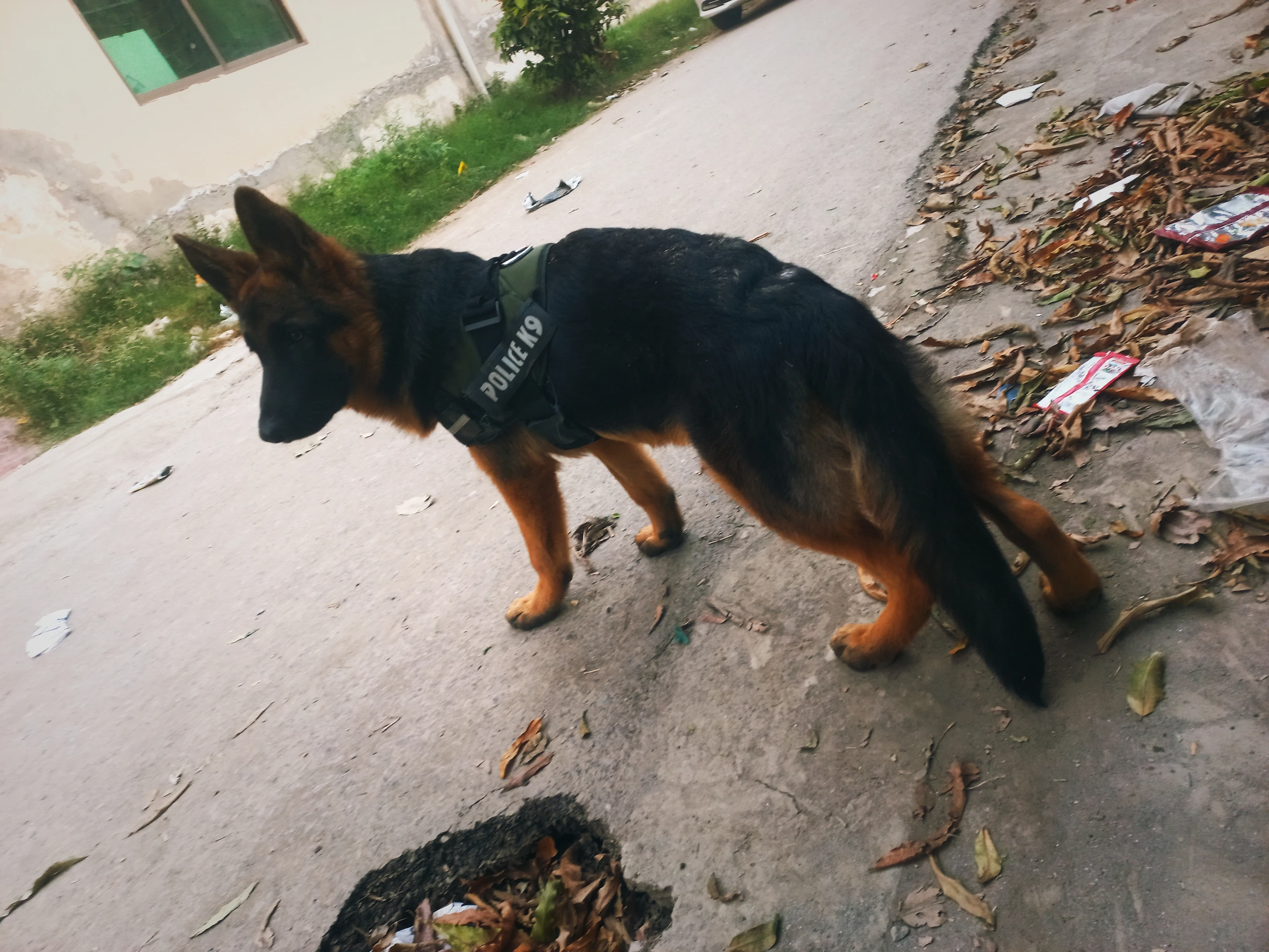 German-shepherd-Dog-GSD-Black-Mask