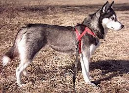 Wanted a Husky Dog-Image 1