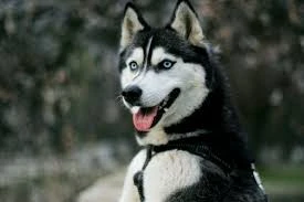 Wanted a Husky Dog-Image 1