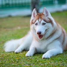 Looking for a Husky Dog-Image 1