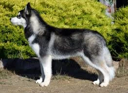 Wanted a Husky Dog-Image 1