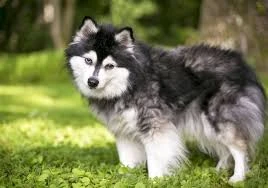 Looking for a Husky Dog-Image 1