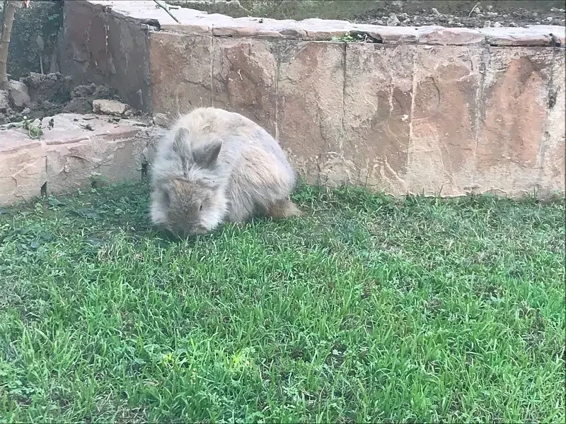 Wanted a Female Lionhead Rabbit