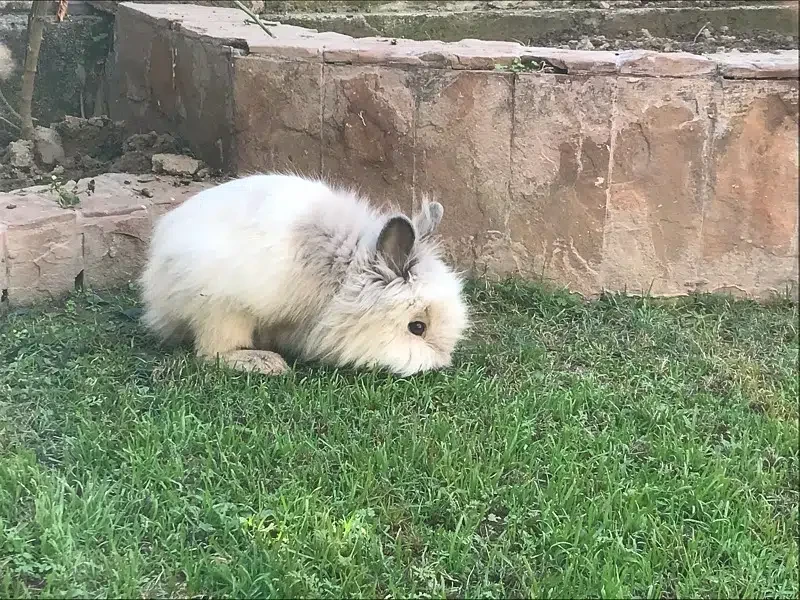 Wanted a Male Lionhead Rabbit-Image 1