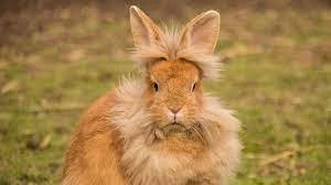 Looking for a Lionhead Rabbit