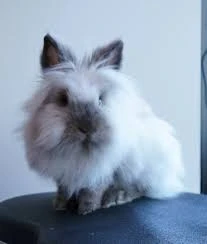 Looking for a Female Lionhead Rabbit