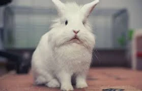 Wanted a Lionhead Rabbit-Image 1