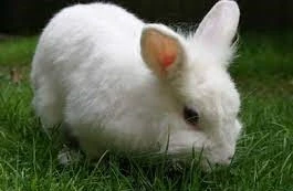 Wanted a Lionhead Rabbit