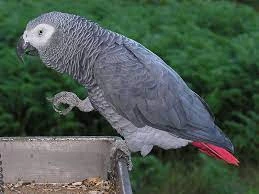 Looking for a African grey parrot-Image 1