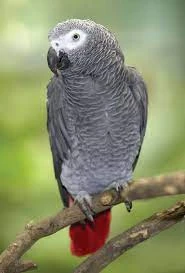 Looking for a African grey parrot-Image 1