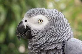 Wanted a African grey parrot-Image 1