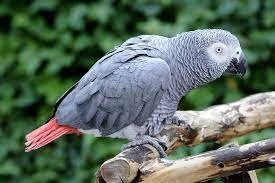 Wanted a Female African grey parrot