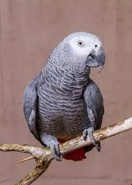 Wanted a African grey parrot