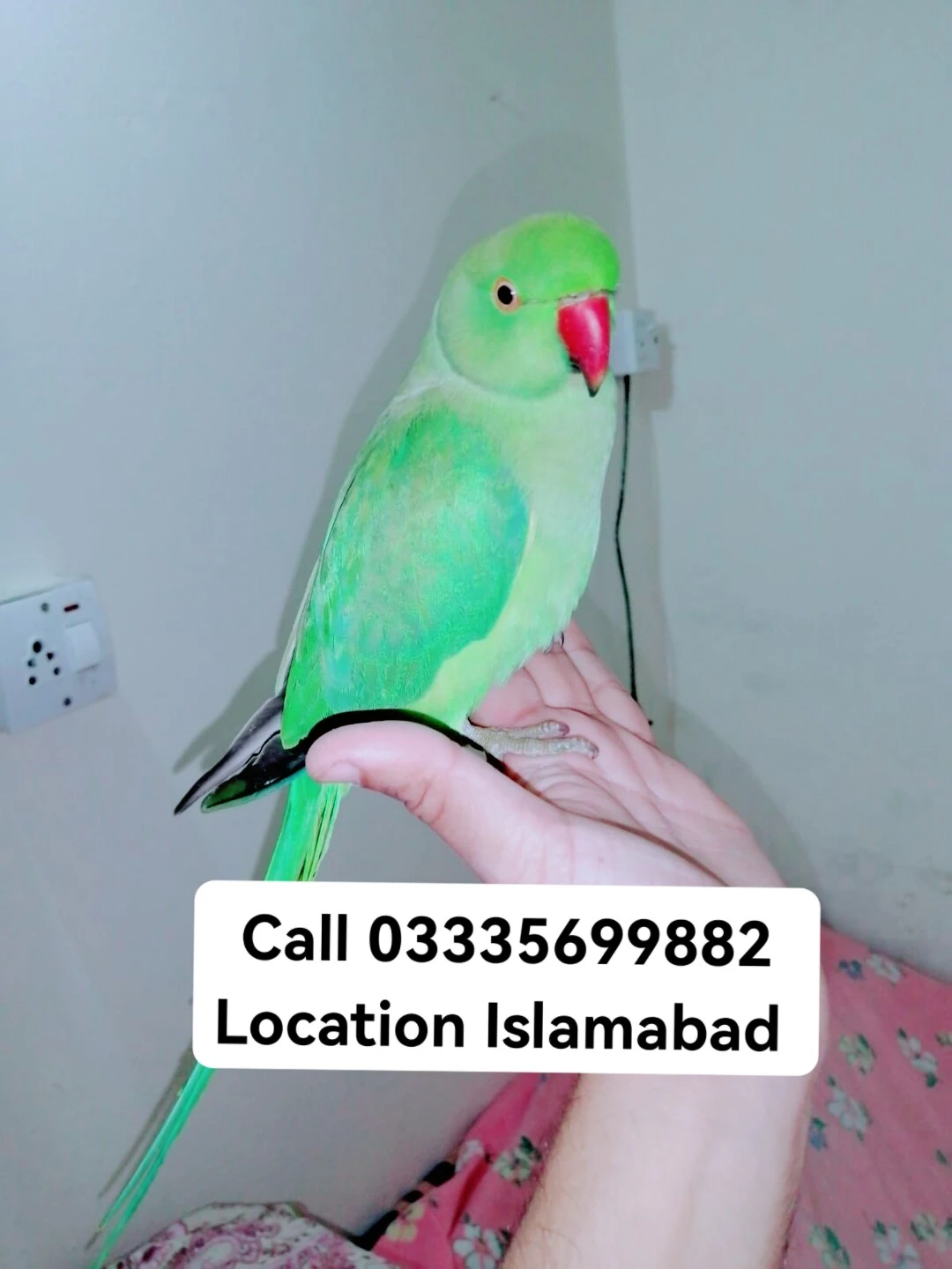 Hand Tamed Full Friendly Green Ring Neck Male Parrot