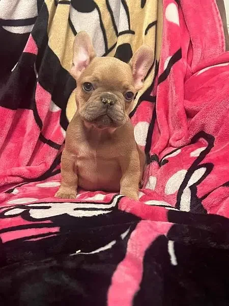 Looking for a French Bulldog-Image 1