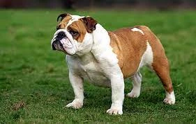 Wanted a male Bulldog-Image 1