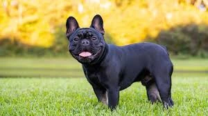 Wanted a French Bulldog