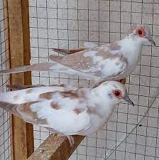 Wanted a Dove bird pair