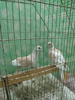 Wanted a Dove bird pair-Image 1