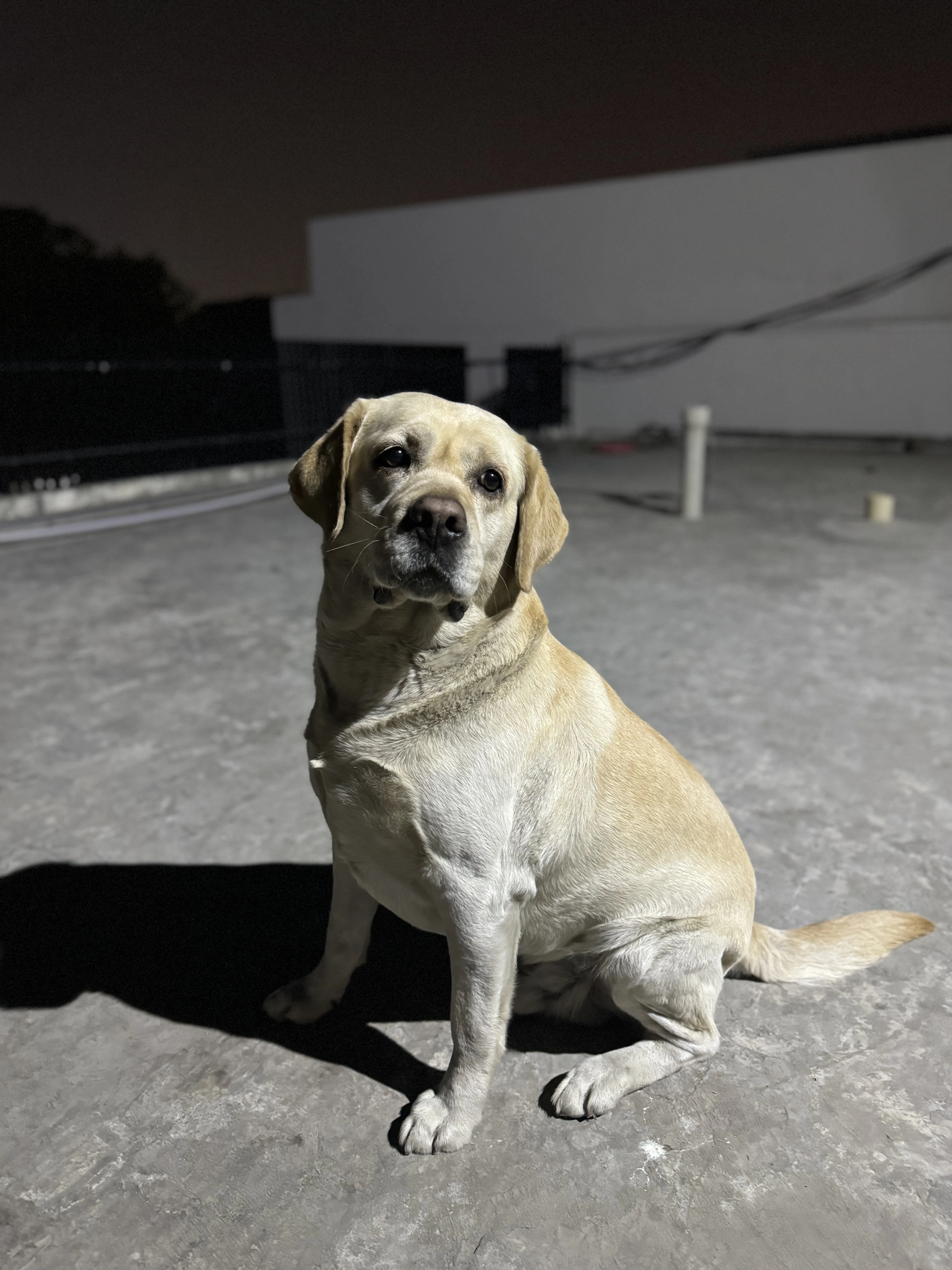 Male Lab for stud