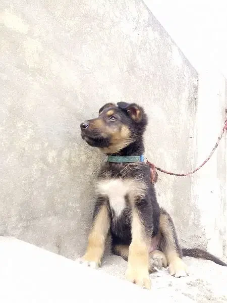 German shepherd male for sale