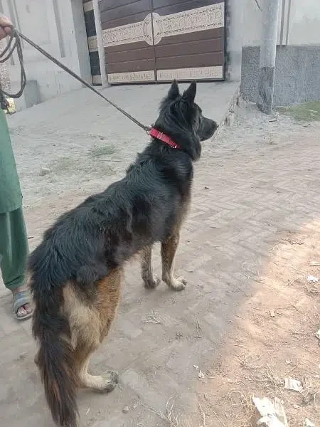 German Shepherd Male for Sale