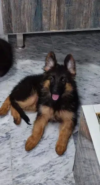 German Shepherd male for sale