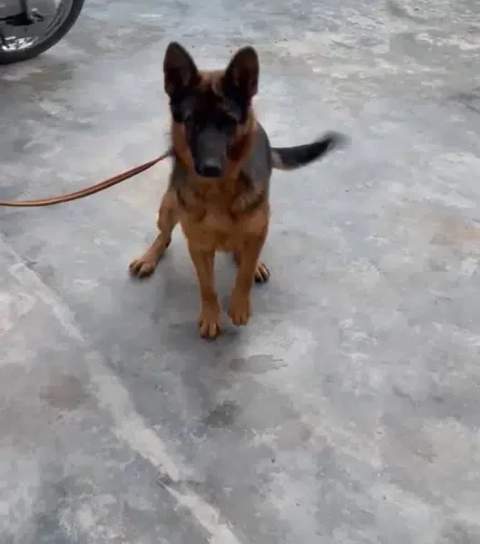 German shepherd male for sale