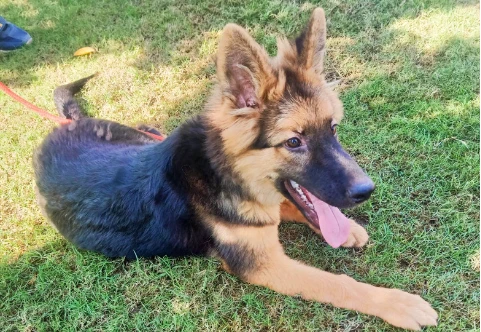 German Shepherd Male for Sale