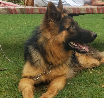 German Shepherd Male for Sale