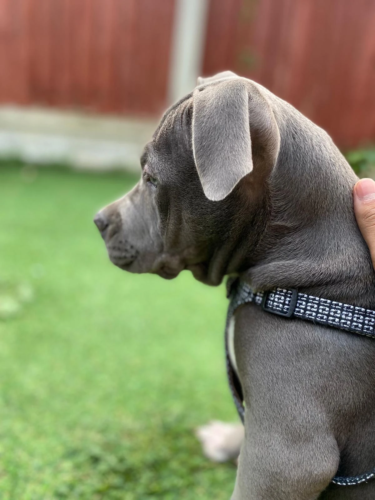 American XL Bully Puppy For Sale-Image 2