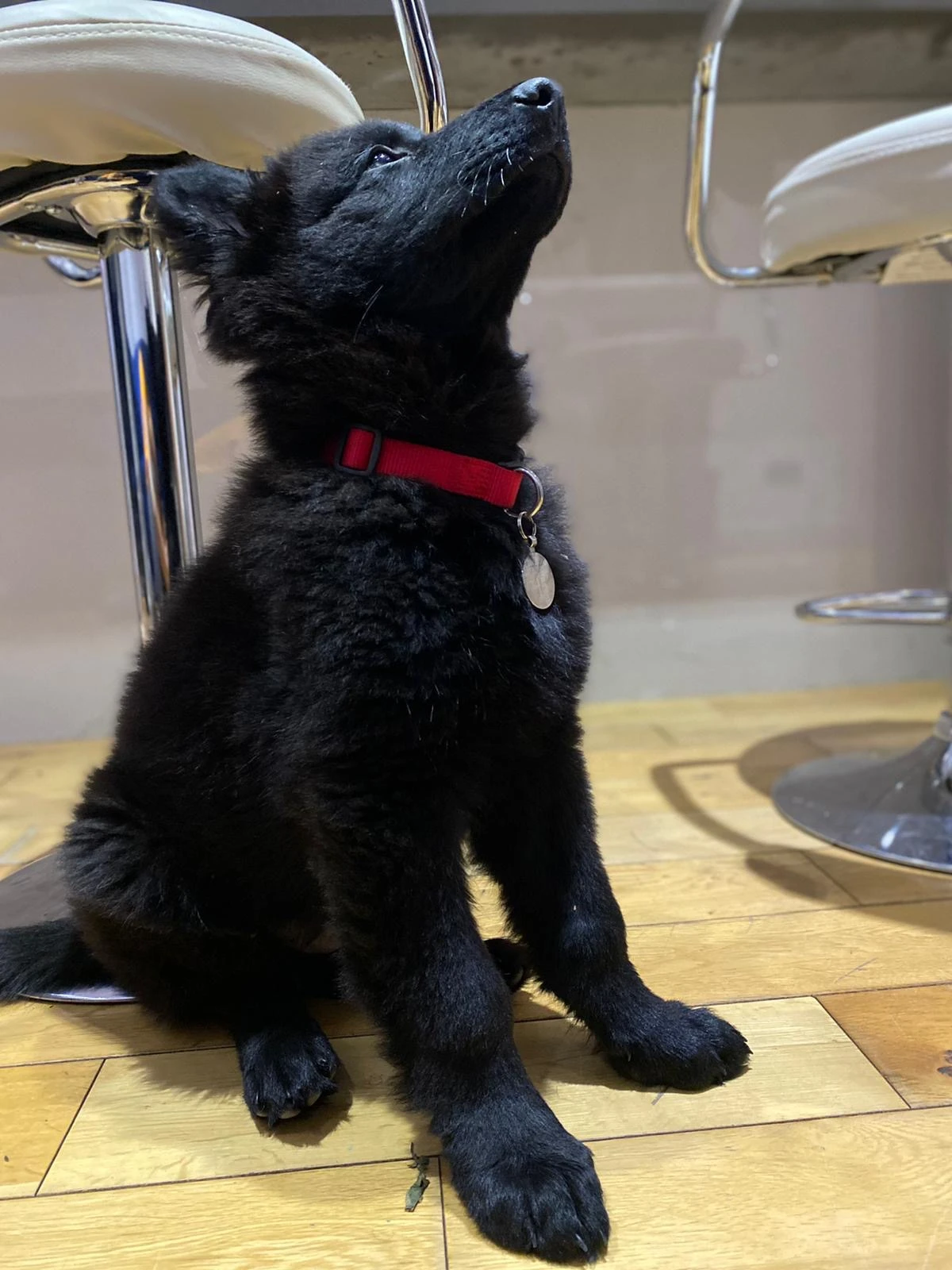 Black German Shepherd For Sale