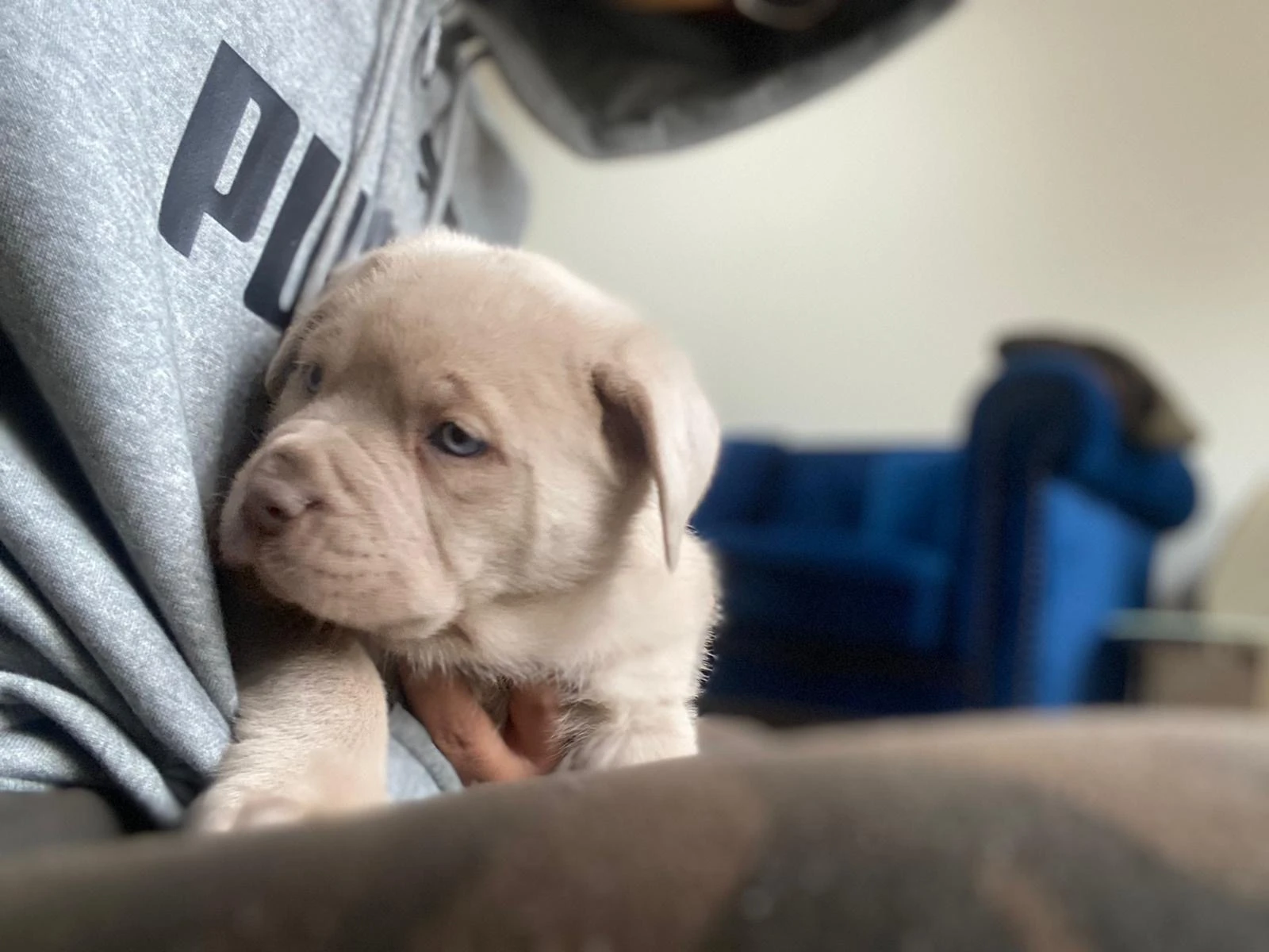 Bandog Mastiff For Sale