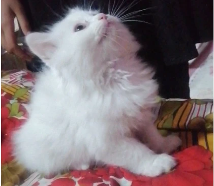 Male Persian Kitten for sale