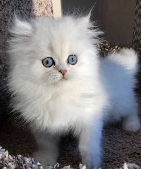 Persian Cat for sale-Image 1