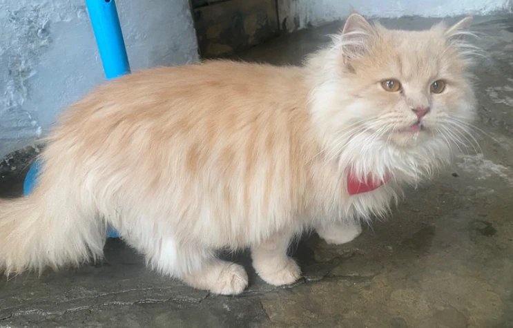 Male Persian Cat for sale-Image 1