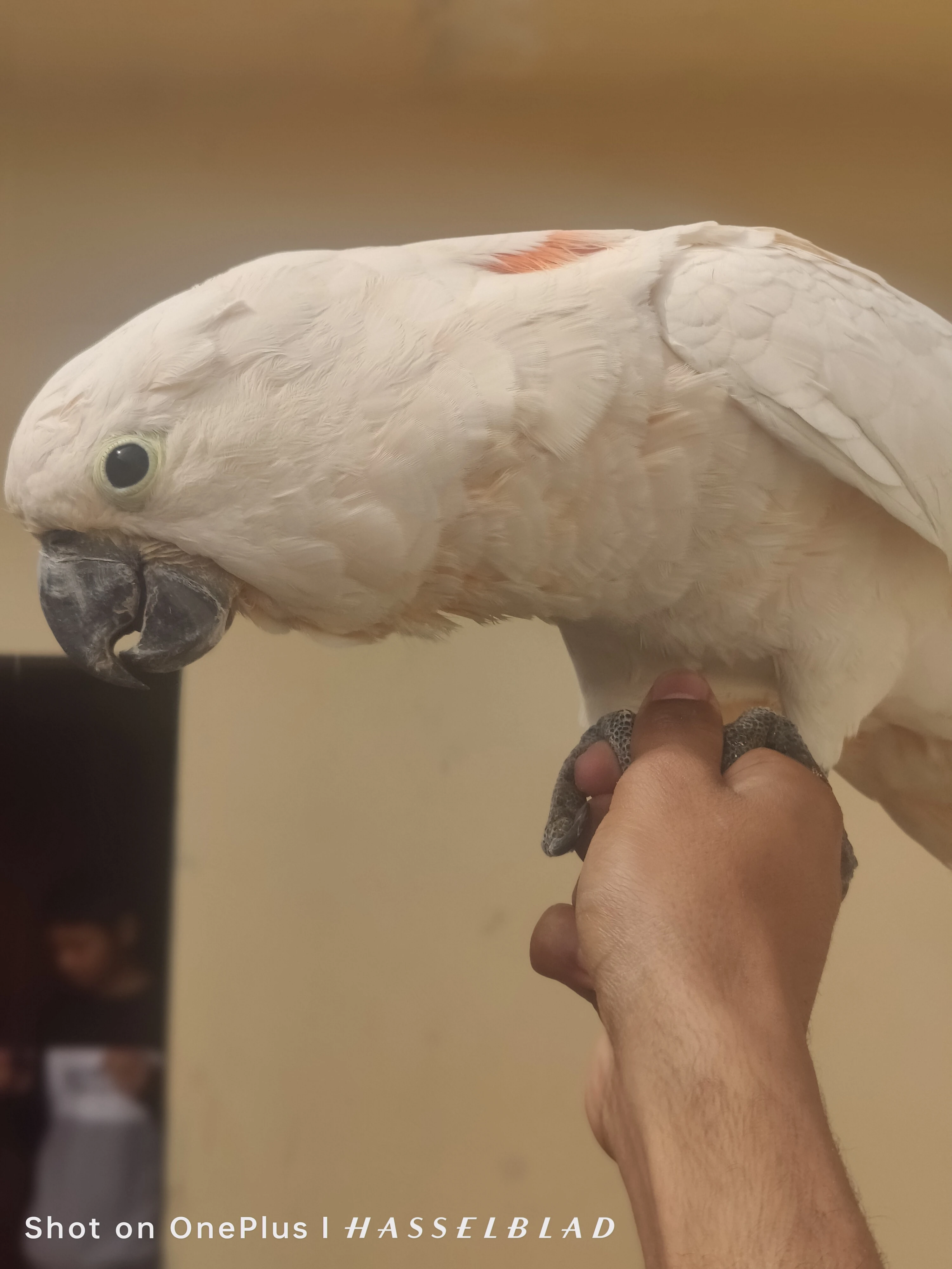 Cockatoo mulocan for sale