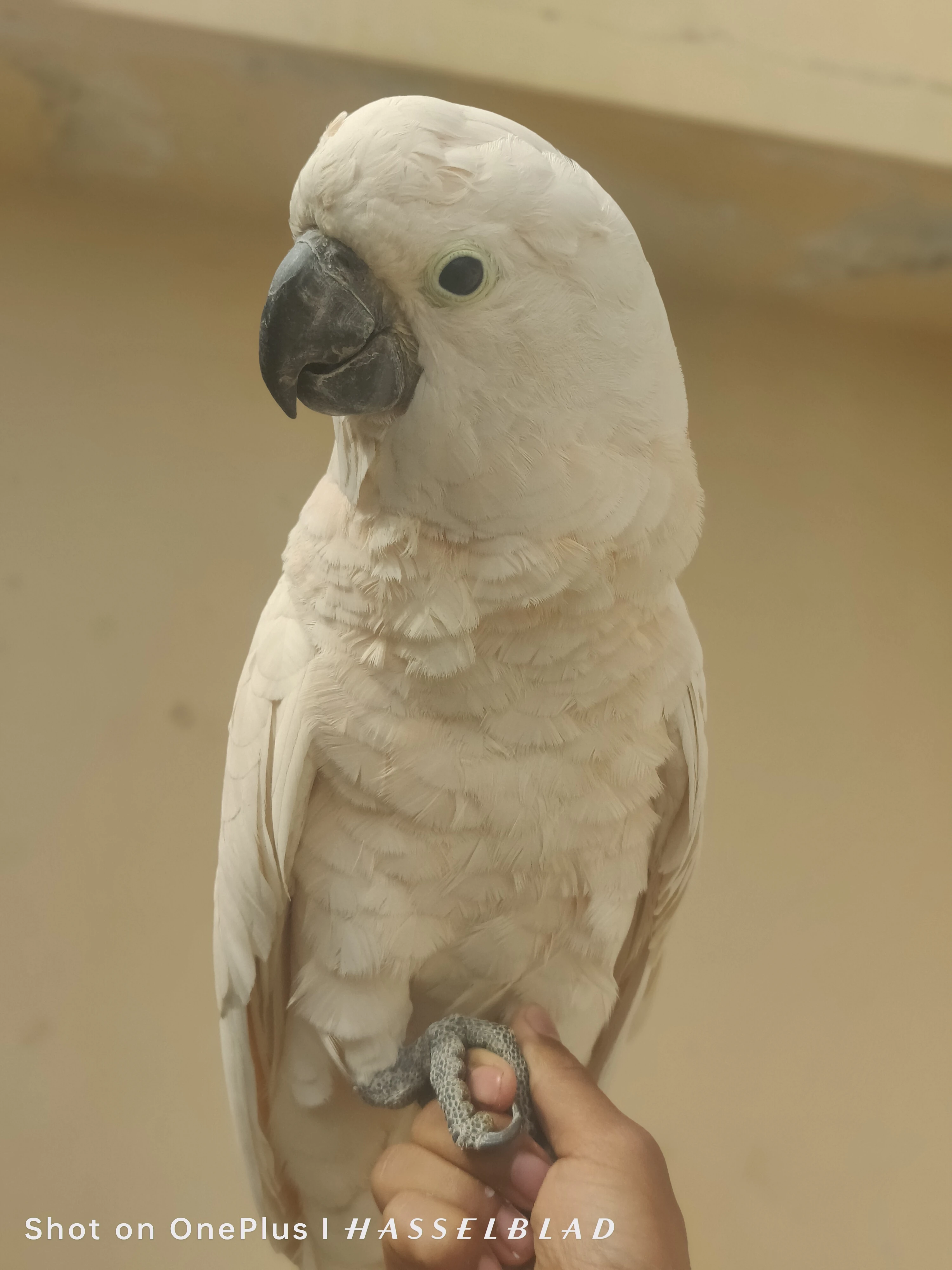 Cockatoo mulocan for sale