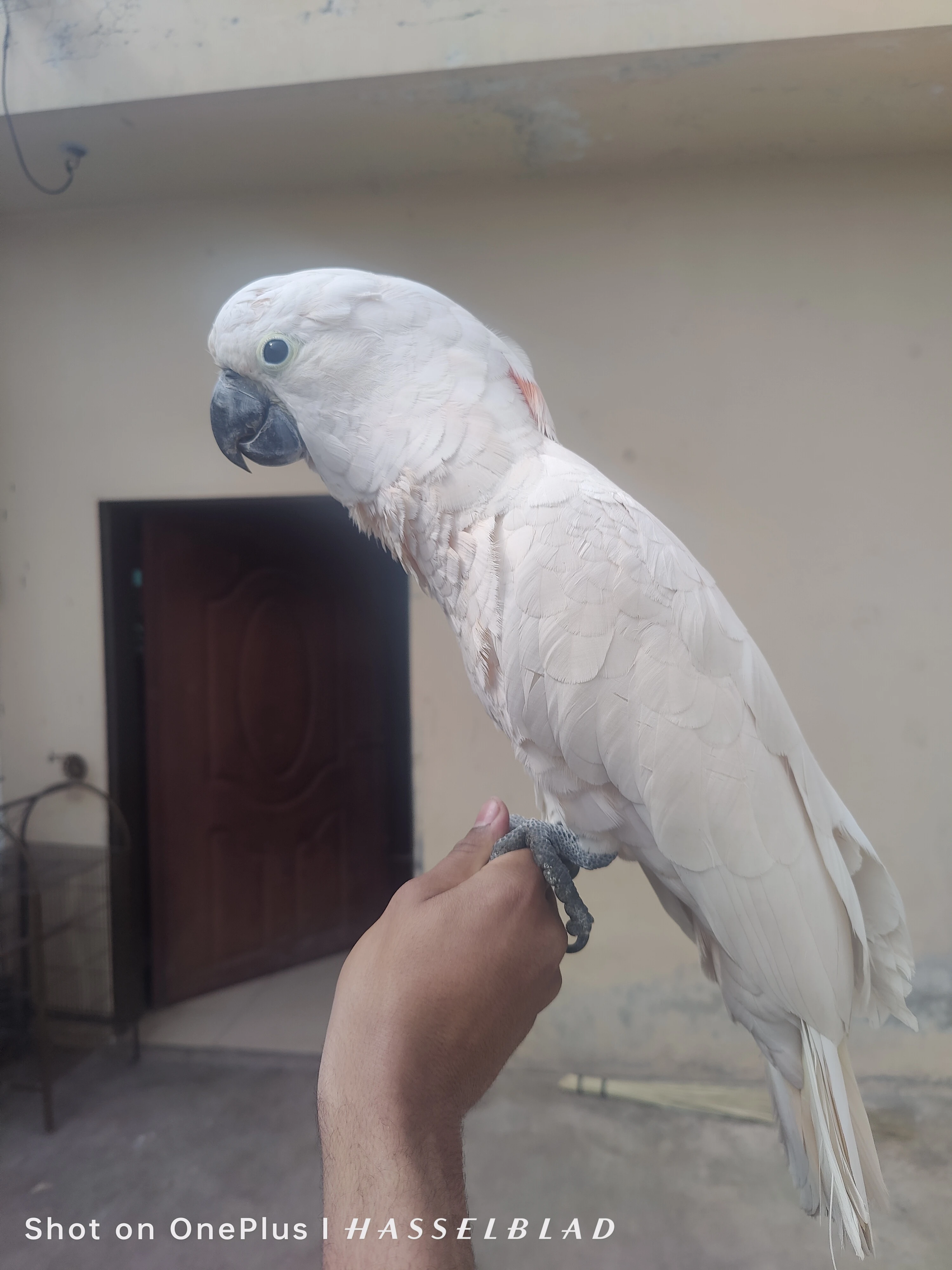 Cockatoo mulocan for sale