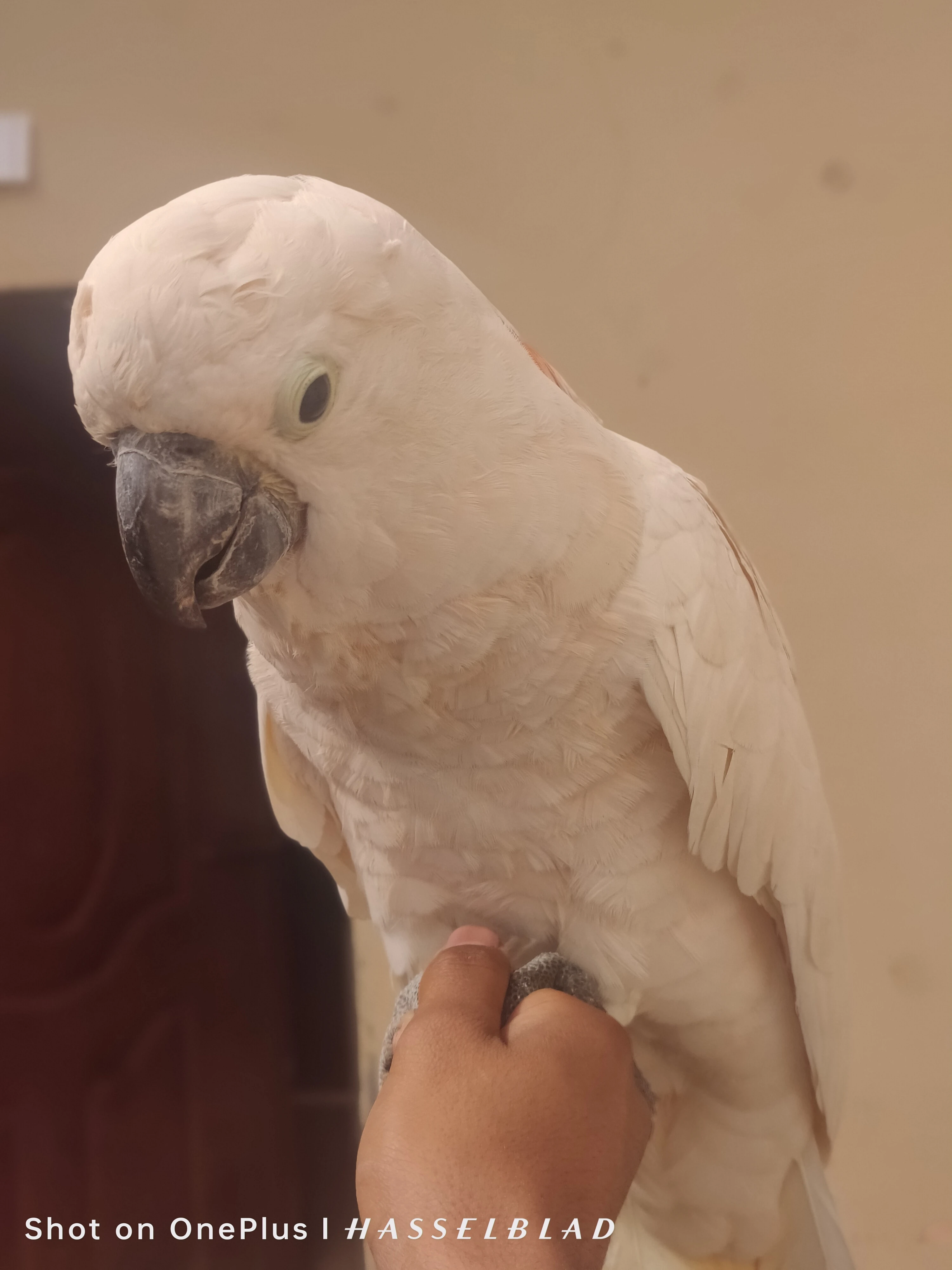 Cockatoo mulocan for sale