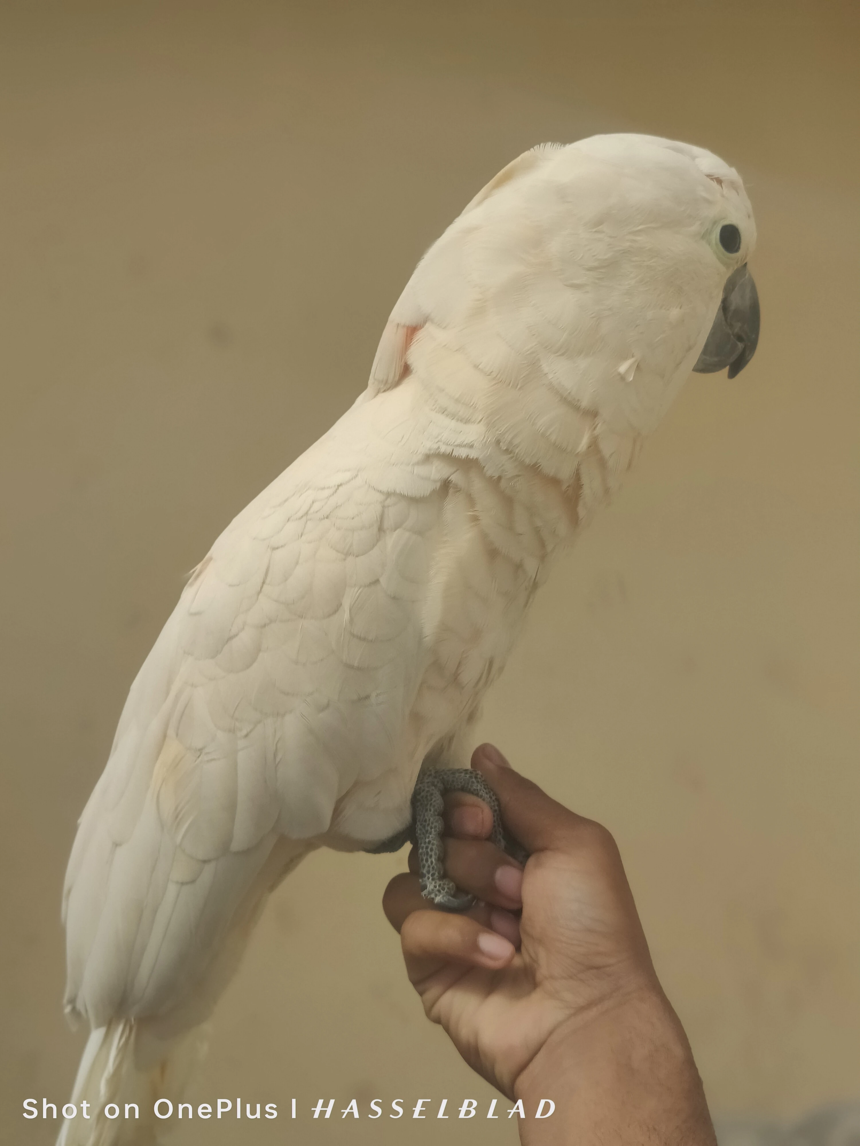 Cockatoo mulocan for sale