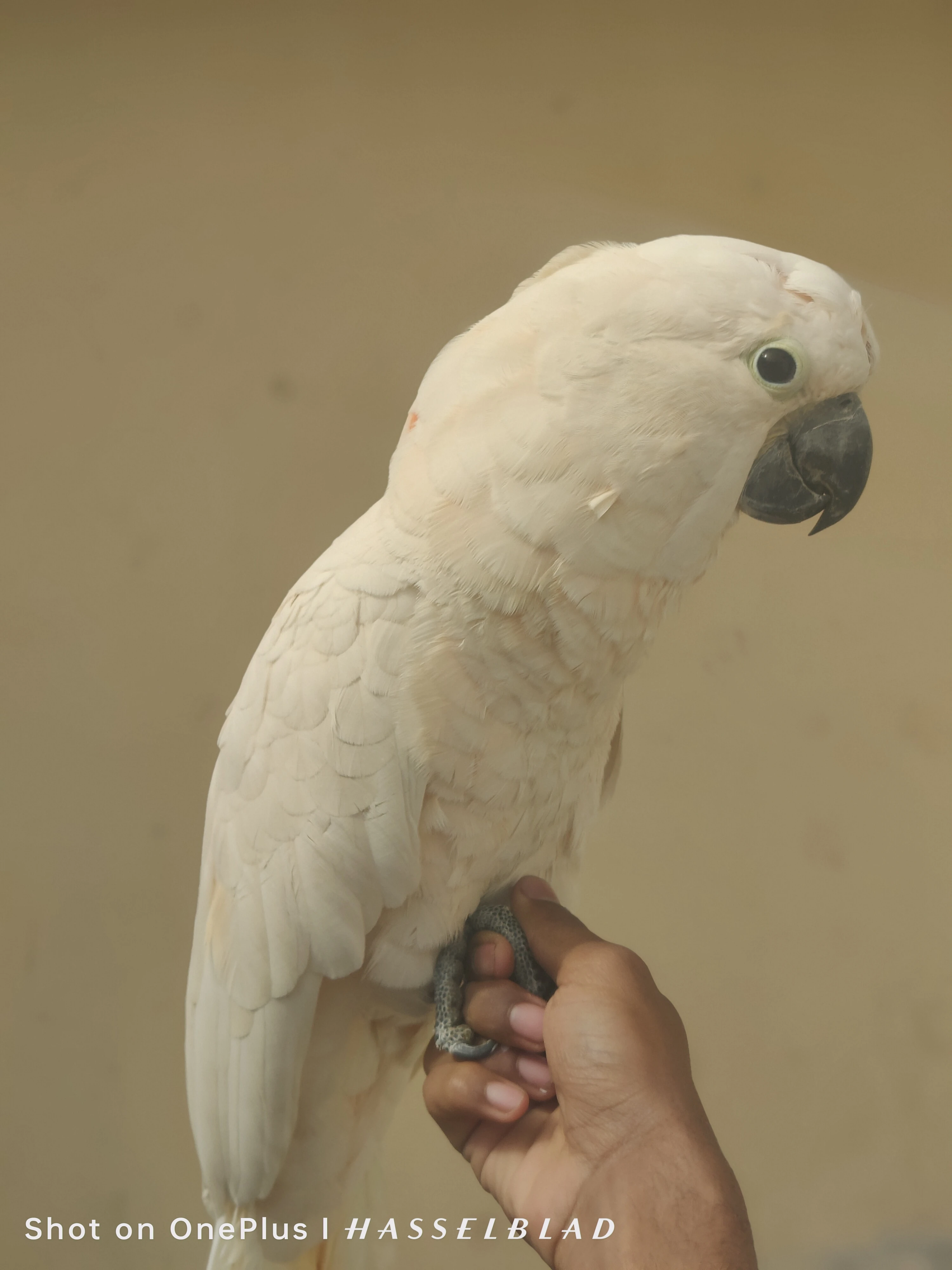 Cockatoo mulocan for sale