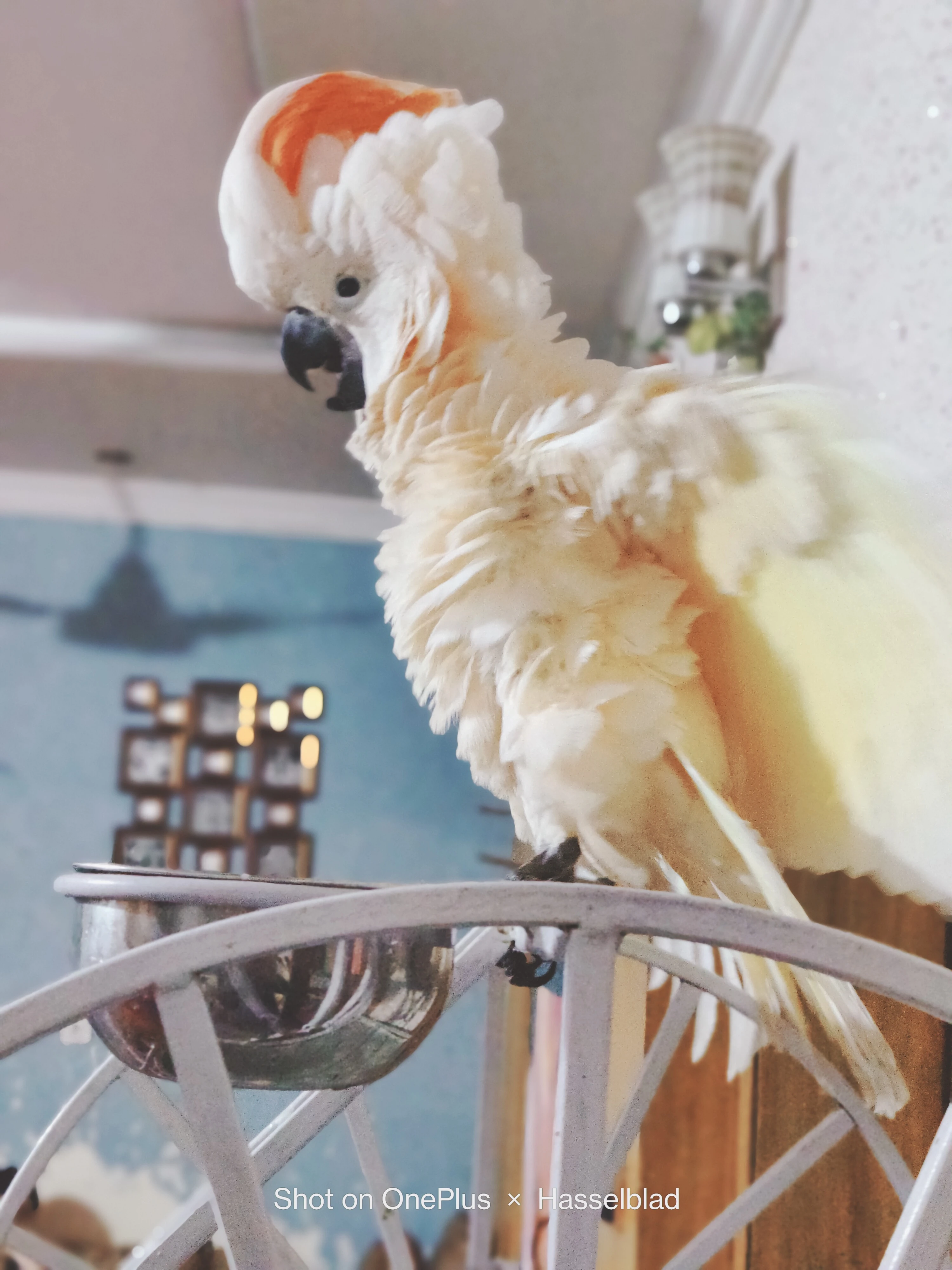 Cockatoo mulocan for sale