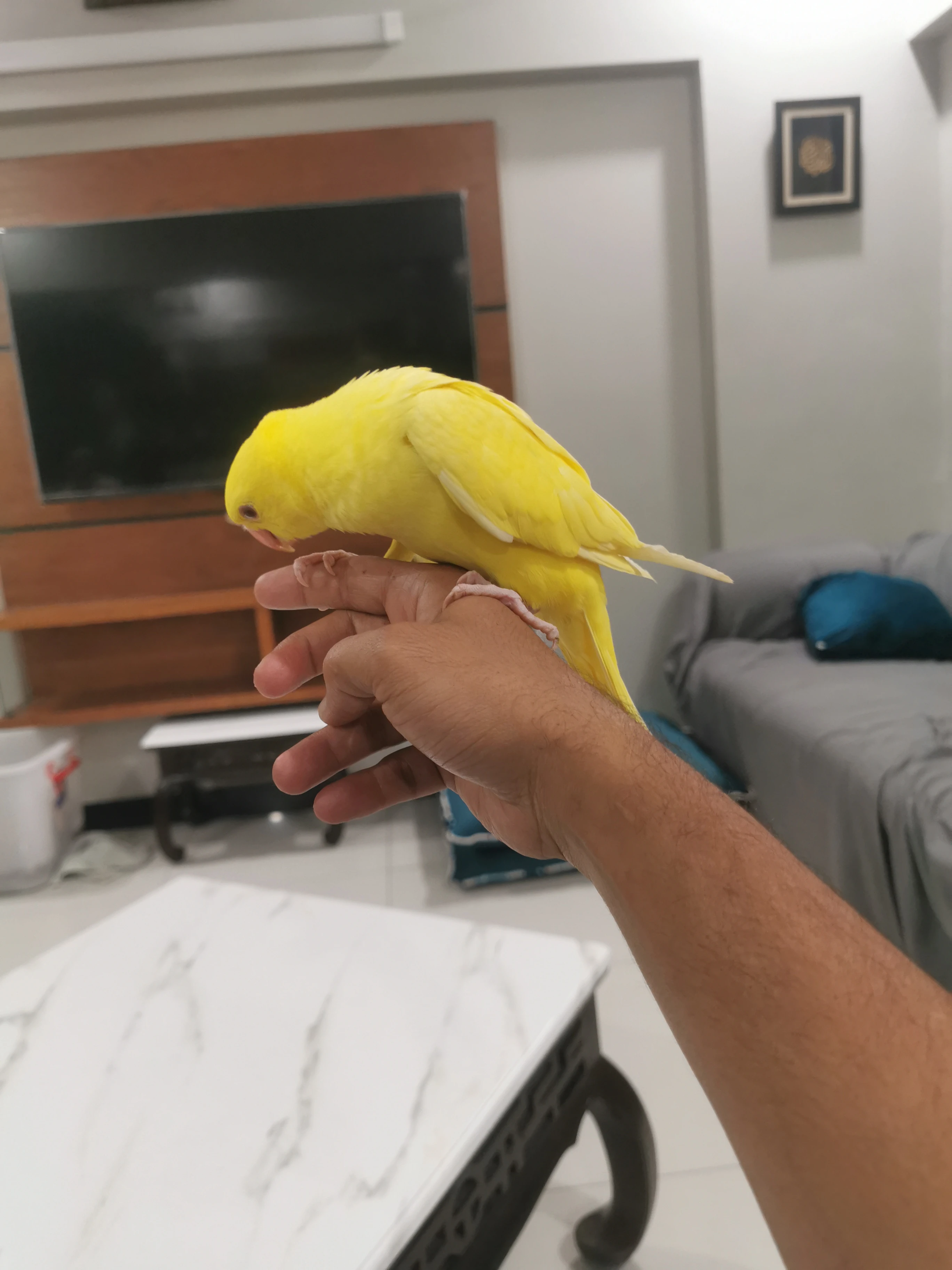 Yellow ring neck parrot