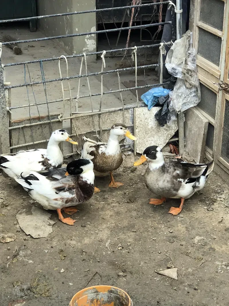 Pair of Ducks for Sale